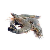 Tiger Shrimp Image